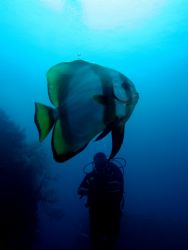 Diver 'n' the Bat Fish in harmony.. by Zafarol Lokman 